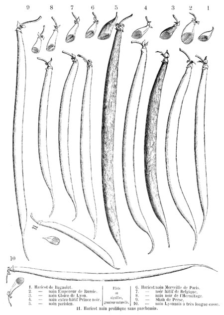 Haricot, gousses de 11 variétés Vilmorin-Andrieux 1904.png