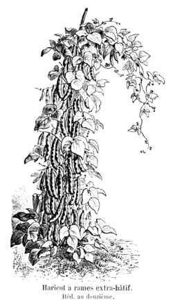 Haricot à rames extra-hâtif Vilmorin-Andrieux 1904.png