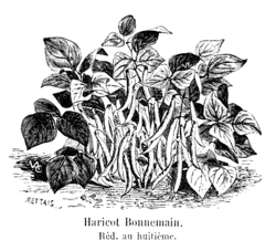 Haricot Bonnemain Vilmorin-Andrieux 1904.png