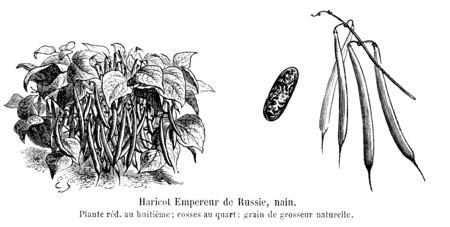 Haricot Empereur de Russie nain Vilmorin-Andrieux 1904.png