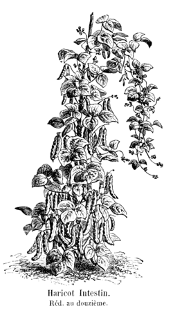 Haricot Intestin Vilmorin-Andrieux 1904.png