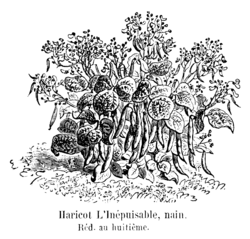 Haricot L'Inépuisable nain Vilmorin-Andrieux 1904.png