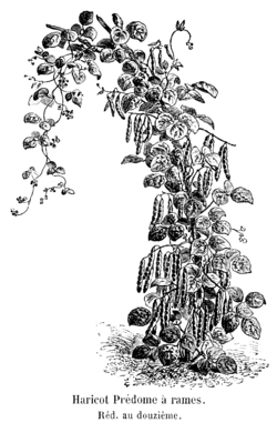 Haricot Prédome à rames Vilmorin-Andrieux 1904.png