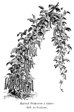 Haricot Princesse à rames Vilmorin-Andrieux 1904.png