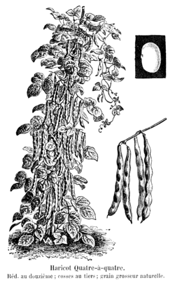 Haricot Quatre-à-quatre Vilmorin-Andrieux 1904.png