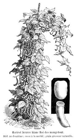 Haricot beurre blanc Roi des mangetout Vilmorin-Andrieux 1904.png