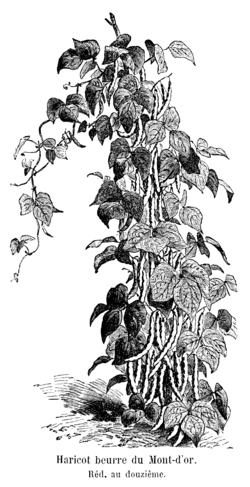Haricot beurre du Mont-d'or Vilmorin-Andrieux 1904.png