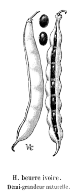 Haricot beurre ivoire Vilmorin-Andrieux 1904.png