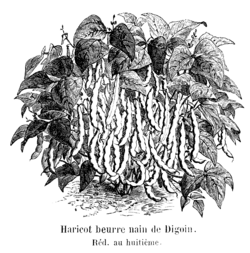 Haricot beurre nain de Digoin Vilmorin-Andrieux 1904.png