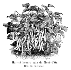 Haricot beurre nain du Mont-d'Or Vilmorin-Andrieux 1904.png