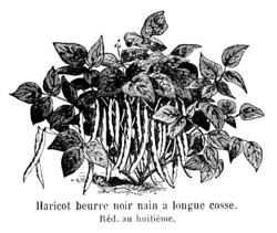 Haricot beurre noir nain à longue cosse Vilmorin-Andrieux 1904.png