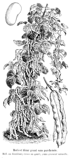 Haricot blanc géant sans parchemin Vilmorin-Andrieux 1904.png