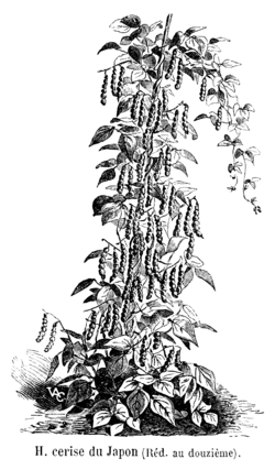 Haricot cerise du Japon Vilmorin-Andrieux 1904.png