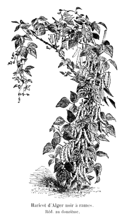 Haricot d'Alger noir à rames Vilmorin-Andrieux 1904.png