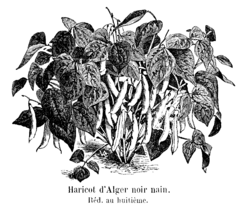 Haricot d'Alger noir nain Vilmorin-Andrieux 1904.png