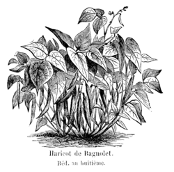 Haricot de Bagnolet Vilmorin-Andrieux 1904.png