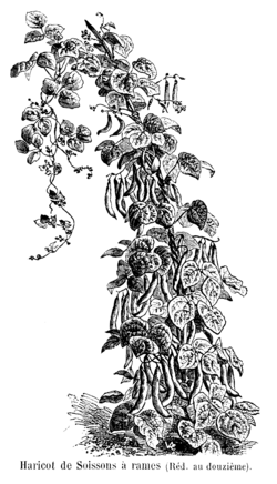 Haricot de Soissons à rames Vilmorin-Andrieux 1904.png