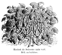 Haricot de Soissons nain vert Vilmorin-Andrieux 1904.png