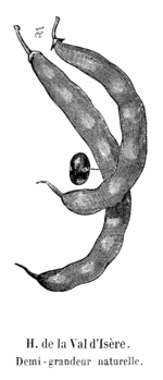 Haricot de la Val d'Isère Vilmorin-Andrieux 1904.png