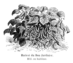 Haricot du Bon Jardinier Vilmorin-Andrieux 1904.png
