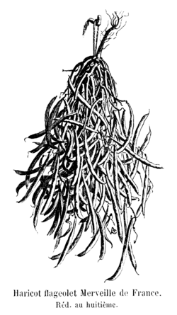Haricot flageolet Merveille de France Vilmorin-Andrieux 1904.png