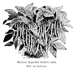 Haricot flageolet beurre nain Vilmorin-Andrieux 1904.png