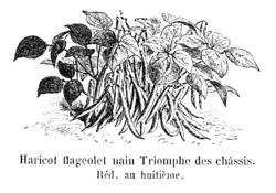 Haricot flageolet nain Triomphe des châssis Vilmorin-Andrieux 1904.png