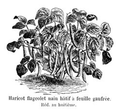 Haricot flageolet nain hâtif à feuille gaufrée Vilmorin-Andrieux 1904.png