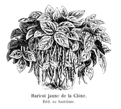 Haricot jaune de la Chine Vilmorin-Andrieux 1904.png