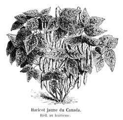 Haricot jaune du Canada Vilmorin-Andrieux 1904.png
