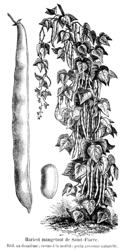 Haricot mangetout de Saint-Fiacre Vilmorin-Andrieux 1904.png
