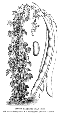 Haricot mangetout de la Vallée Vilmorin-Andrieux 1904.png