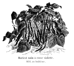 Haricot nain à cosse violette Vilmorin-Andrieux 1904.png