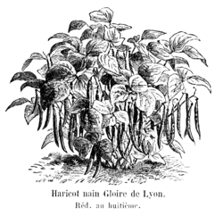 Haricot nain Gloire de Lyon Vilmorin-Andrieux 1904.png