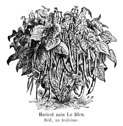 Haricot nain Le Bleu Vilmorin-Andrieux 1904.png
