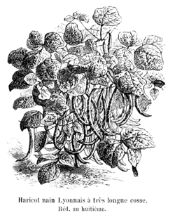 Haricot nain Lyonnais à très longue cosse Vilmorin-Andrieux 1904.png