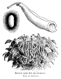 Haricot nain Roi des beurres.png