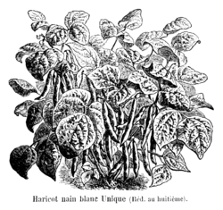 Haricot nain blanc Unique Vilmorin-Andrieux 1904.png