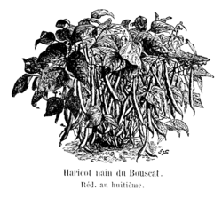 Haricot nain du Bouscat Vilmorin-Andrieux 1904.png
