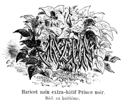 Haricot nain extra-hâtif Prince noir Vilmorin-Andrieux 1904.png