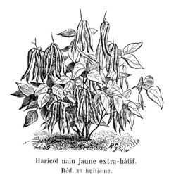 Haricot nain jaune extra-hâtif Vilmorin-Andrieux 1904.png