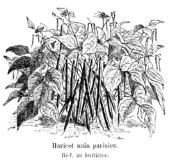 Haricot nain parisien Vilmorin-Andrieux 1904.png