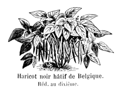 Haricot noir hâtif de Belgique Vilmorin-Andrieux 1904.png