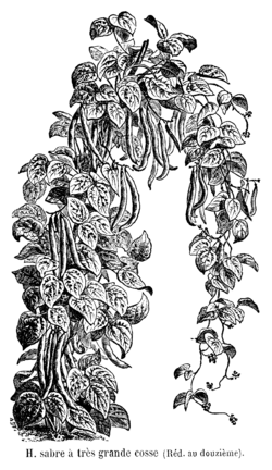 Haricot sabre à très grande cosse Vilmorin-Andrieux 1904.png