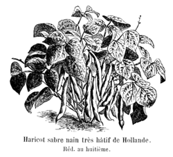 Haricot sabre nain très hâtif de Hollande Vilmorin-Andrieux 1904.png