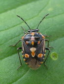 Harlequin bug (Bagrada hilaris) (4560488423).jpg