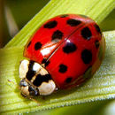 Harmonia axyridis.jpg