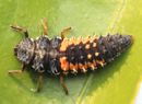 Harmonia axyridis Larva on leaf.JPG