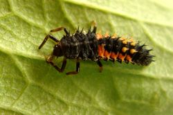 Asiatischer Marienkäfer: Larven - rupp.de, CC-BY-SA-3.0