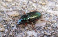 Harpalus affinis.jpg